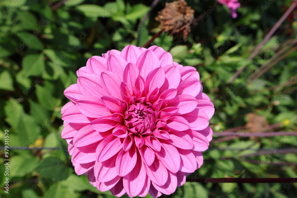 Fototapeta premium Dahlia at a field of colorfull flowers with a bee/fly.