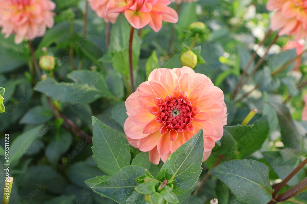 Dahlia at a field of colorfull flowers with a bee/fly. Dahlia at a field of colorfull flowers with a bee/fly.