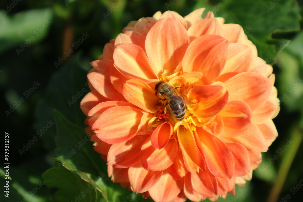 Dahlia at a field of flowers with a lot of color and a bee/fly Dahlia at a field of flowers with a lot of color and a bee/fly