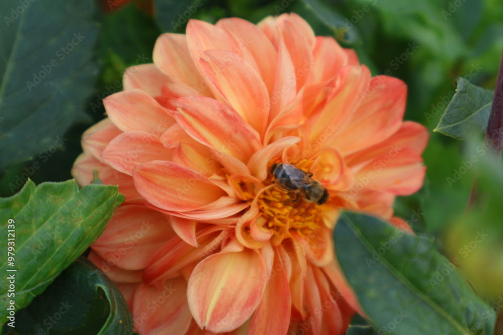 Dahlia at a field of flowers with a lot of color and a bee/fly Dahlia at a field of flowers with a lot of color and a bee/fly