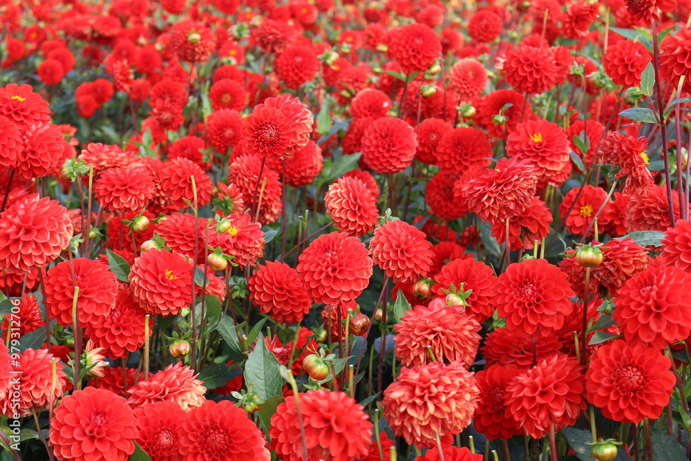 Dahlia at a field of flowers with a lot of color and a bee/fly Dahlia at a field of flowers with a lot of color and a bee/fly