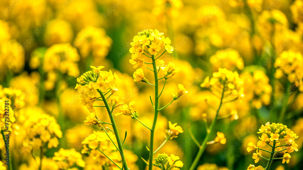field of yellow flowersflower, yellow, nature, spring, field, plant, flowers, summer, blossom, meadow, garden, bloom, grass, agriculture, tree, macro, season, blooming, sky, beauty, color, closeup, fl field of yellow flowersflower, yellow, nature, spring, field, plant, flowers, summer, blossom, meadow, garden, bloom, grass, agriculture, tree, macro, season, blooming, sky, beauty, color, closeup, fl