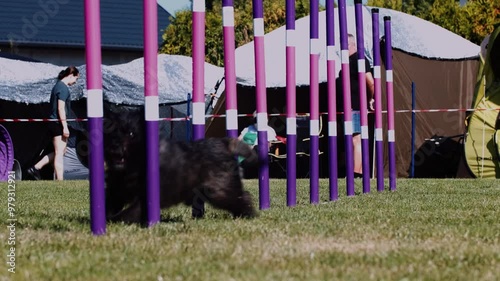 Agility sports for dogs. Running in slalom.