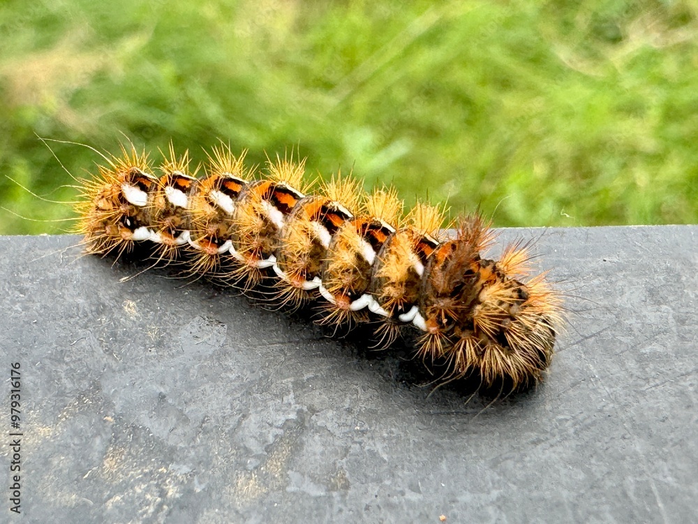 Close-up of a hairy caterpillar with vibrant colors and distinct patterns resting on a dark surface. Taken on August 15, 2018, Ardèche, France Close-up of a hairy caterpillar with vibrant colors and distinct patterns resting on a dark surface. Taken on August 15, 2018, Ardèche, France