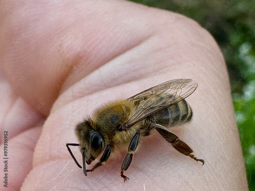 Obraz premium Close-up of an orange beetle on white and pink buckwheat flowers, showcasing intricate floral and insect details in a natural environment.
