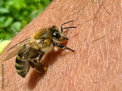 Close-up of a bee resting on human skin, showing detailed features like wings, antennae, and hairy body in a natural setting photo