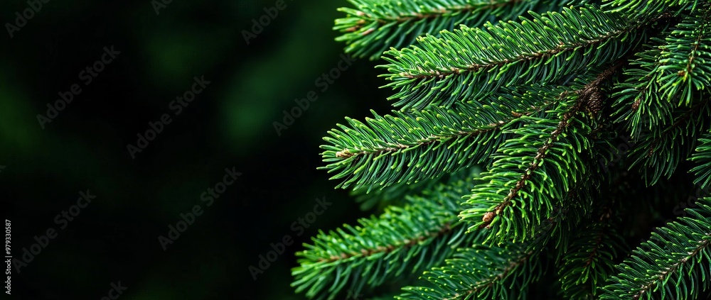 Close-up Macro of Green Spruce Tree Branches with Detailed Texture - AI generated illustration Close-up Macro of Green Spruce Tree Branches with Detailed Texture - AI generated illustration