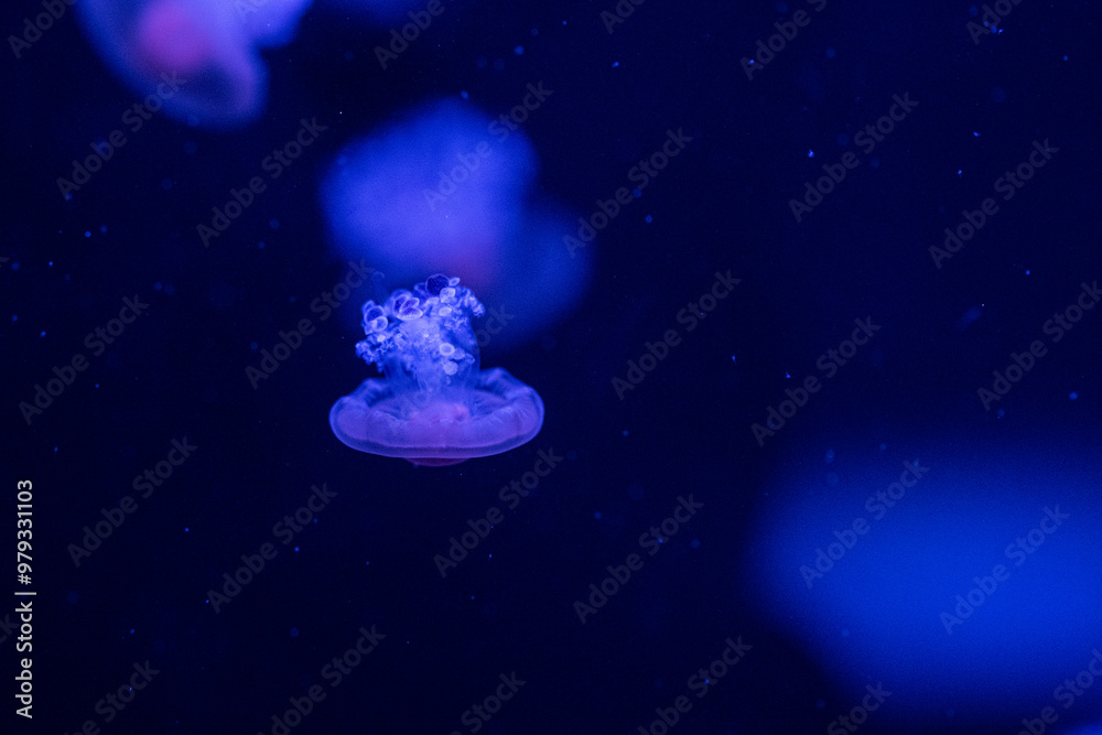 A solitary jellyfish swims gracefully in the illuminated waters of a deep-sea aquarium A solitary jellyfish swims gracefully in the illuminated waters of a deep-sea aquarium