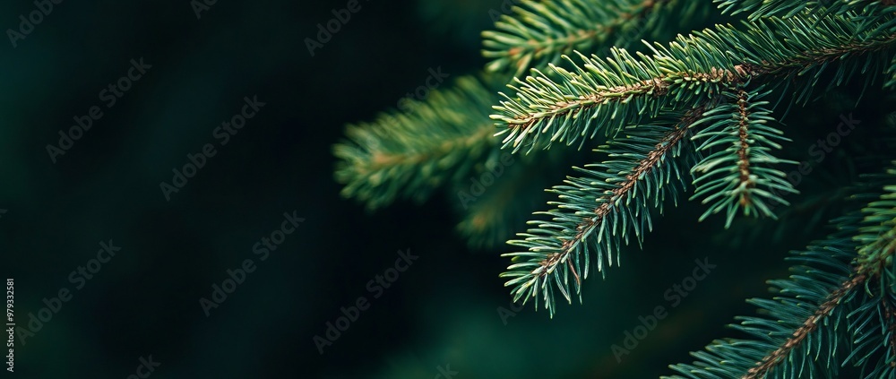 Close-up Macro of Green Spruce Tree Branches with Detailed Texture - AI generated illustration Close-up Macro of Green Spruce Tree Branches with Detailed Texture - AI generated illustration