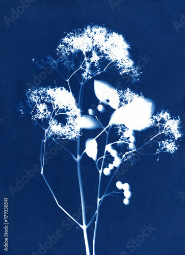 Botanical illustration in Prussian blue color. Cyanotypes, a kind of antique photography with freshly cut or dried flowers. Blue cyanotype of herbs and flowers. A Sun Print. Silhouettes of plants.