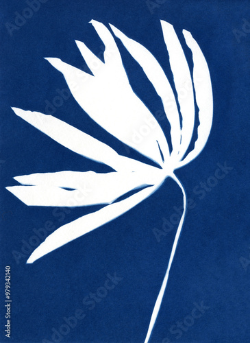 Unique hand-printed monotypes in Prussian blue. Cyanotypes, a kind of antique photography with freshly cut or dried flowers. Flower unique print. photo