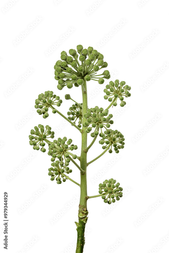 Obraz premium Ivi plant