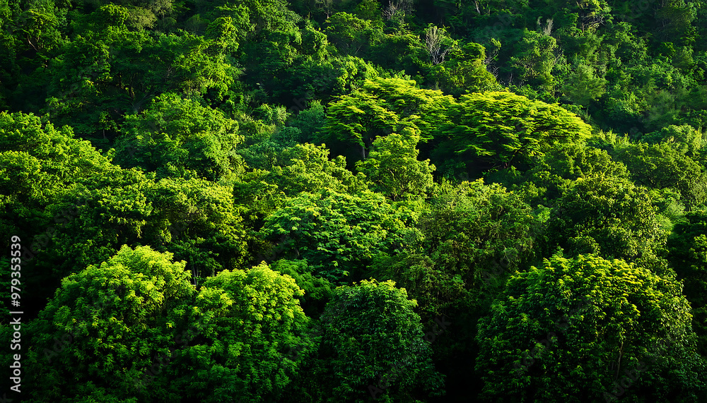 dense green trees filling frame creating lush background dense green trees filling frame creating lush background