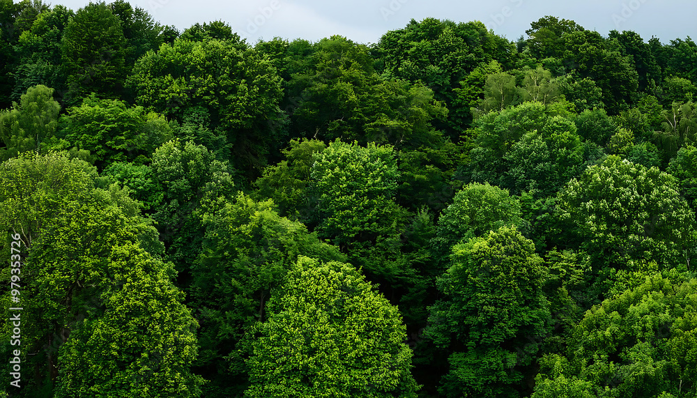 dense green trees filling frame creating lush background dense green trees filling frame creating lush background