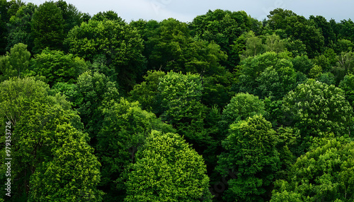 dense green trees filling frame creating lush background photo