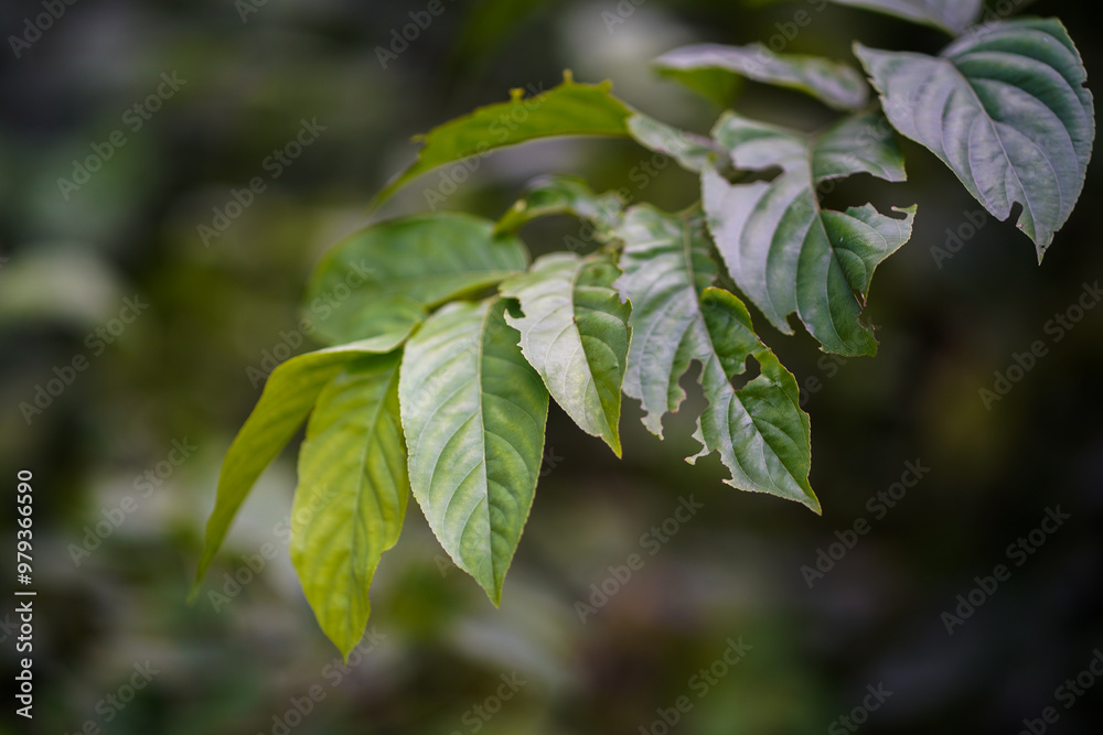 Leaf With Insect Damage, Green Leaf With Holes, Nature Leaf Erosion, Close-up Of Leaf, Damaged Leaf In Focus, Insect Eaten Leaf, Nature Imperfection On Leaf Stock Photo.
Leaf With Insect Damage, Green Leaf With Holes, Nature Leaf Erosion, Close-up Of Leaf, Damaged Leaf In Focus, Insect Eaten Leaf, Nature Imperfection On Leaf Stock Photo.