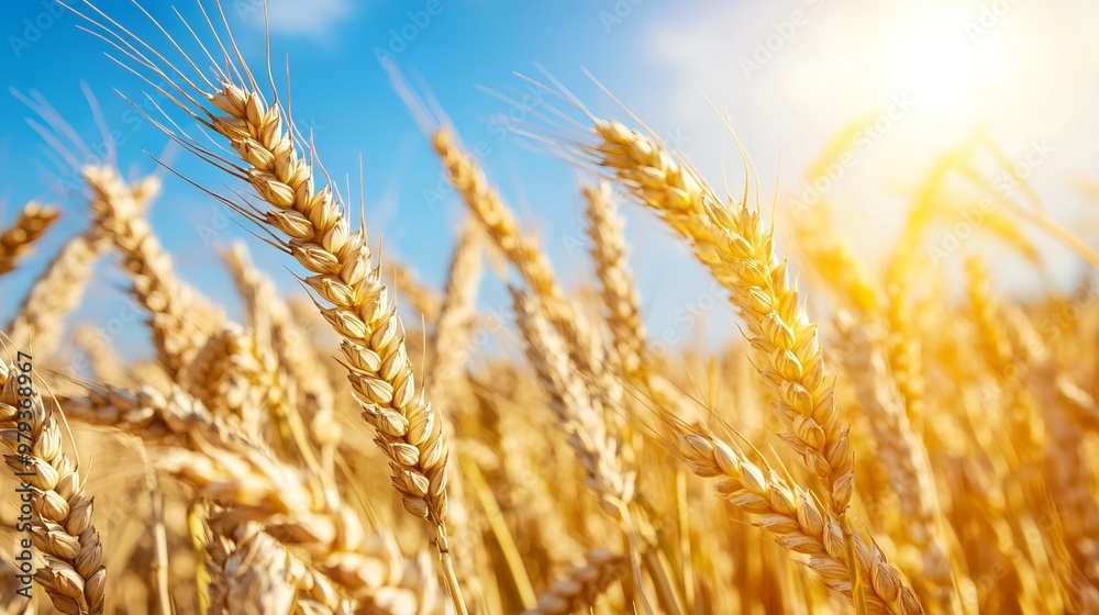 Golden Wheat Field with Blue Sky and Sunlight - AI generated illustration Golden Wheat Field with Blue Sky and Sunlight - AI generated illustration
