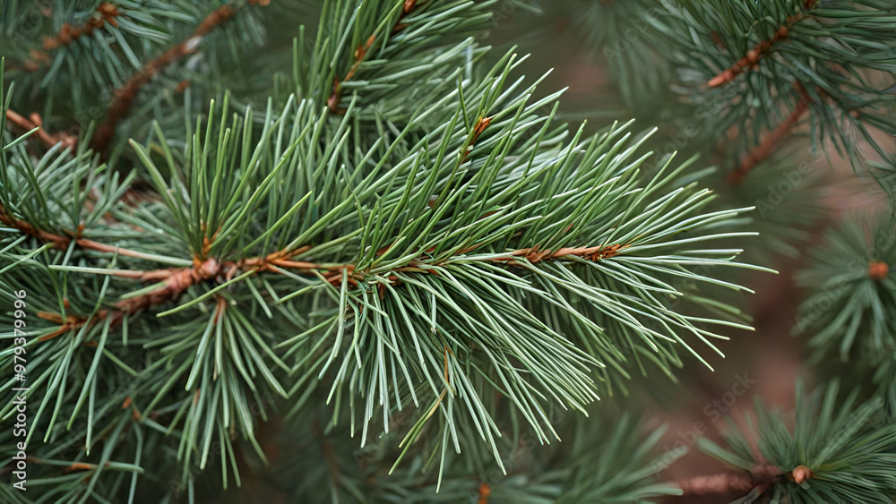 Pine Needles Abstract Background. Needles on a pine branch landscape forest background, Pine Needles Abstract Background. Needles on a pine branch landscape forest background,