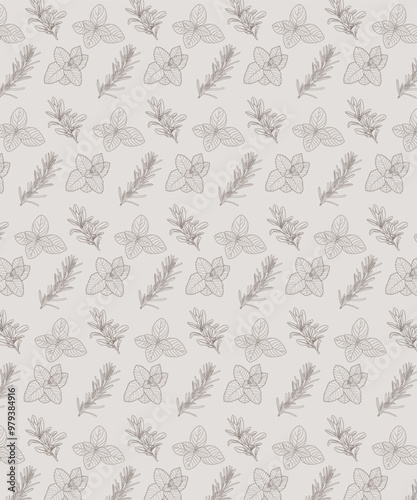 Set piante aromatiche. Cucina italiana mediterranea. Salvia, menta, basilico, salvia. Texture naturale.