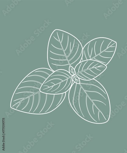 Set piante aromatiche. Cucina italiana mediterranea. Salvia, menta, basilico, salvia. Texture naturale.