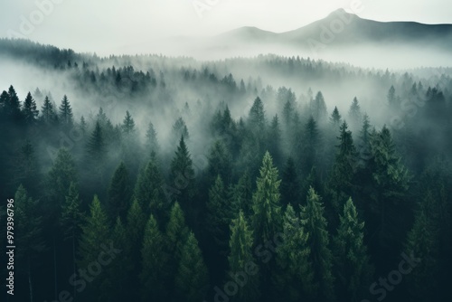 Foggy forest landscape nature trees mist.