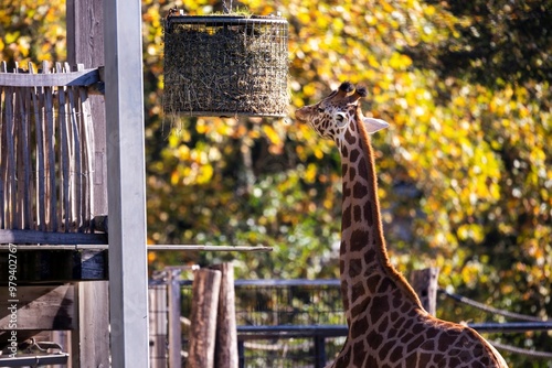 A horizontal portrait of a giraffe or camelopardalis giraffa eating hay or food from a feeder in a wildlife animal zoo in Belgium. The animal has a brown spotted pattern on its body. photo