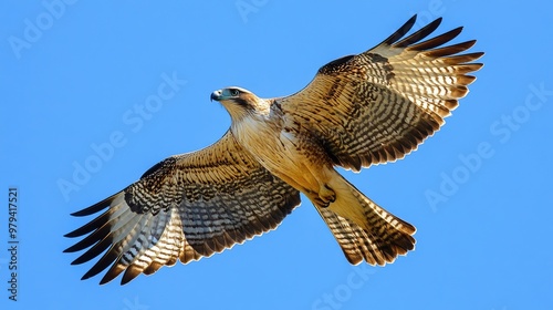 Close-up of a bird in mid-flight with wings spread wide, against a clear blue sky