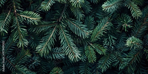 Fir tree branches pine background christmas.