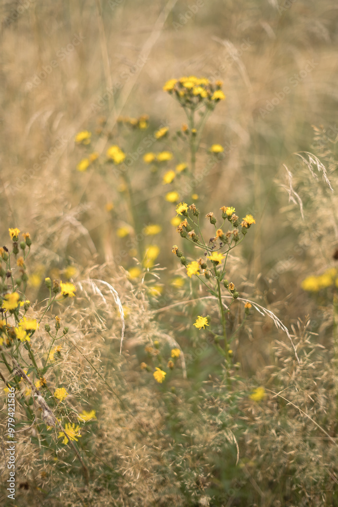 Obraz premium lato łąka
