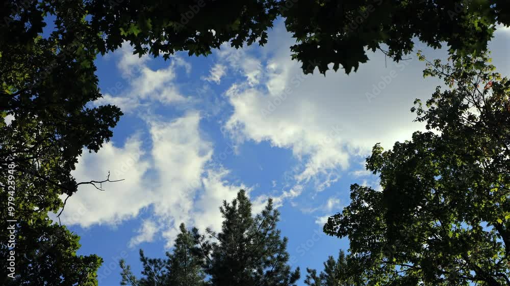 Looking Up At Clouds Through Green Trees. Low Angle View. Looking Up At Clouds Through Green Trees. Low Angle View.