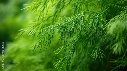 Aerial view of an asparagus sprengeri plant with cascading branches, filling the space with its dense green leaves, set against a soft, blurred backdrop for a serene atmosphere.