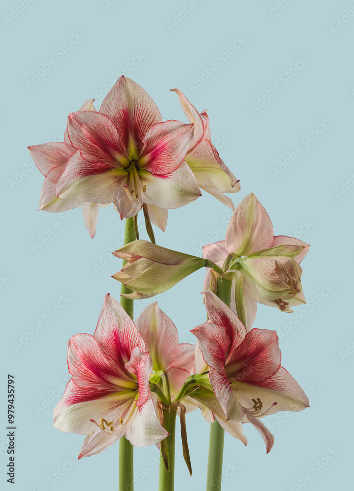 Obraz premium Amaryllis (Hippeastrum) Galaxy Group 