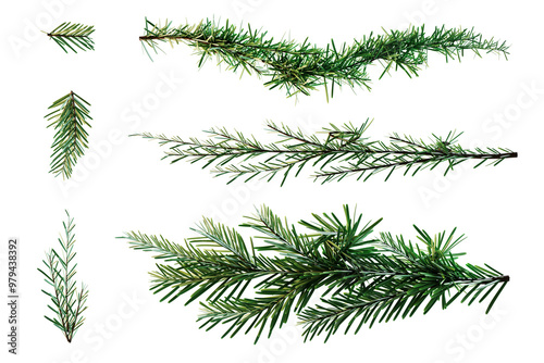 Canvas-taulu Green fir twigs isolated on transparent white background for Christmas designs