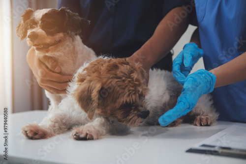 At a modern veterinary clinic, a Panshi Tzu puppy sits on an examination table. Meanwhile, a female veterinarian assesses the health of a healthy dog ​​being examined by a professional veterinarian. photo