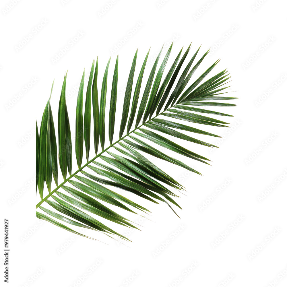 Obraz premium Single Palm Leaf Isolated on White Background