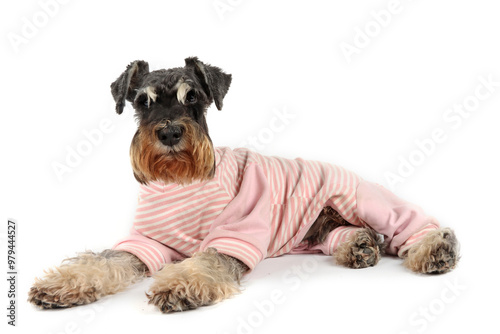 miniature schnauzer dog with pyjama  lying down isolated on white 