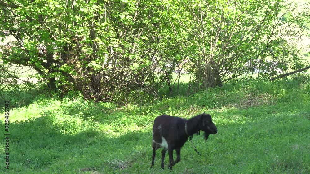 Black goat grazes at the meadow Black goat grazes at the meadow