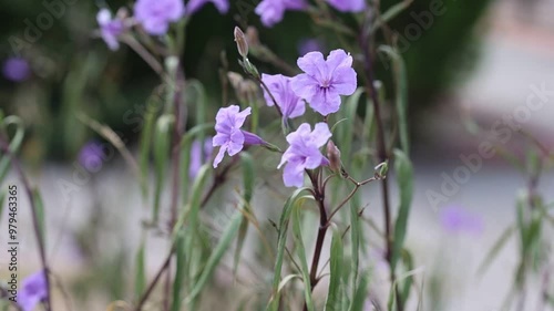 flowers of mexican petunia in summer photo