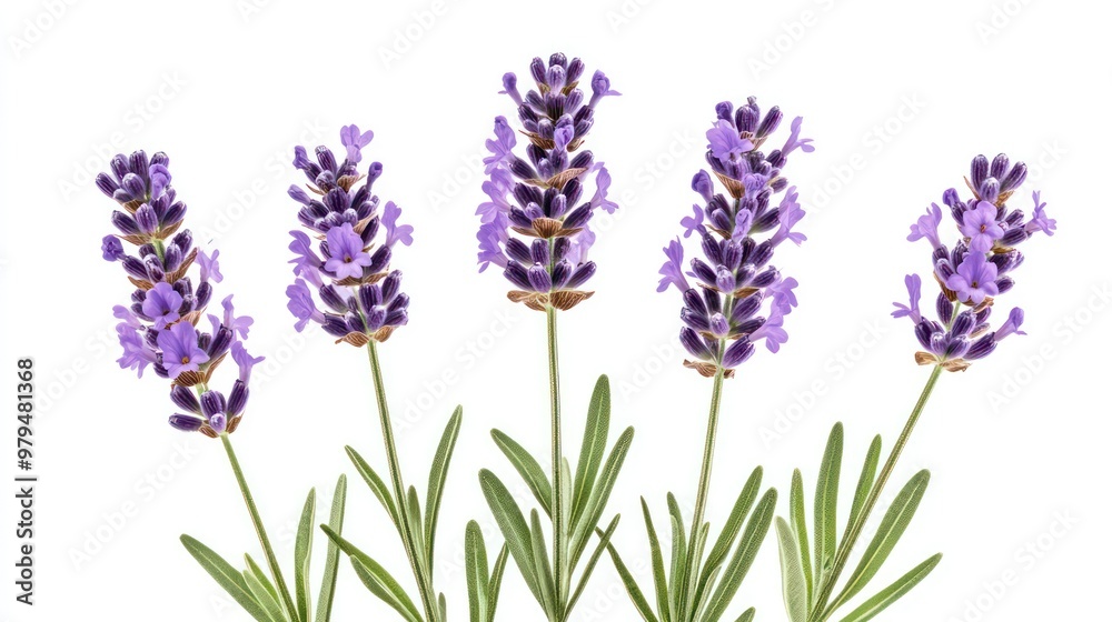 Fototapeta premium Beautiful Lavender Flowers in Soft Focus, Aromatic and Tranquil Purple Blooms