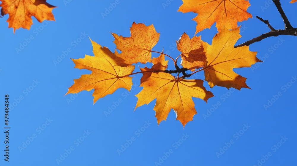 Autumn Maple Leaves Against Blue Sky Autumn Maple Leaves Against Blue Sky