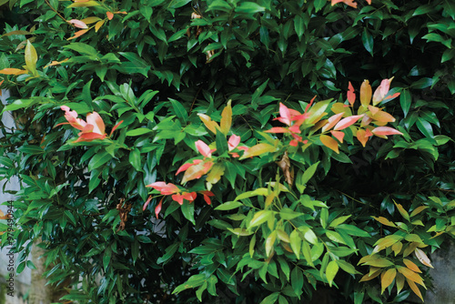 Syzygium Oleina or red shoots or red shoot leaves. photo