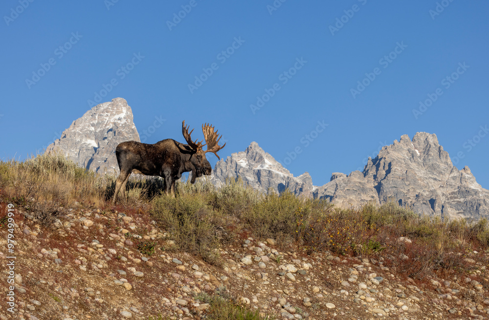 Fototapeta premium Bull Moose During the Rut in Autumn in Grand Teton National Park Wyoming