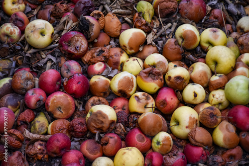 Damaged apples in compost pit on the ground in domestic apple orchard