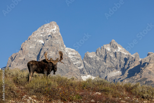 Bull Moose During the Rut in Autumn in Grand Teton National Park Wyoming