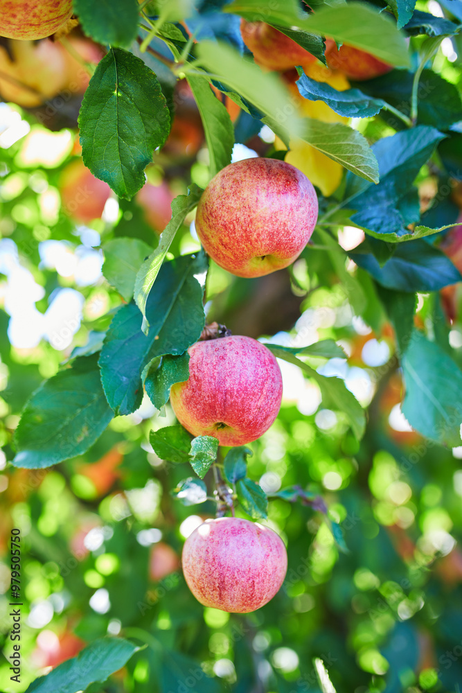 Red ripe organic apples on apple tree branch Red ripe organic apples on apple tree branch
