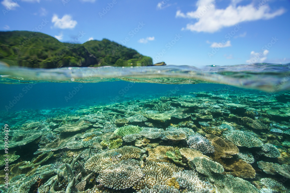 Beautiful coral reef underwater Okinawa in Japan Beautiful coral reef underwater Okinawa in Japan