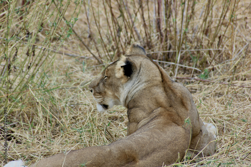 Naklejka premium photo of a lion 
