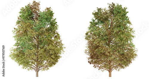 Photos Before and after comparison of a cedar tree suffering from needle blight