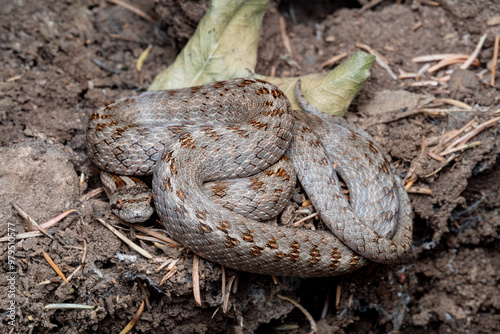 Reptiles de Marruecos
