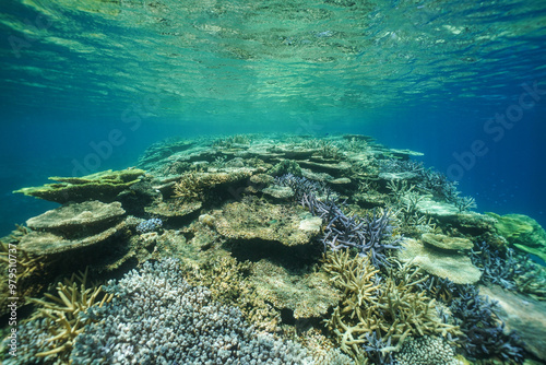 Fototapeta Naklejka Na Ścianę i Meble -  Beautiful coral reef underwater Okinawa in Japan